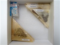 淡紋青斑蝶藏品圖，第2張